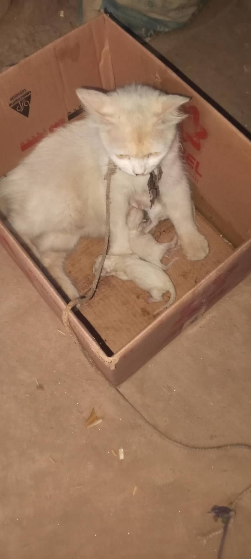 3 kiten 0