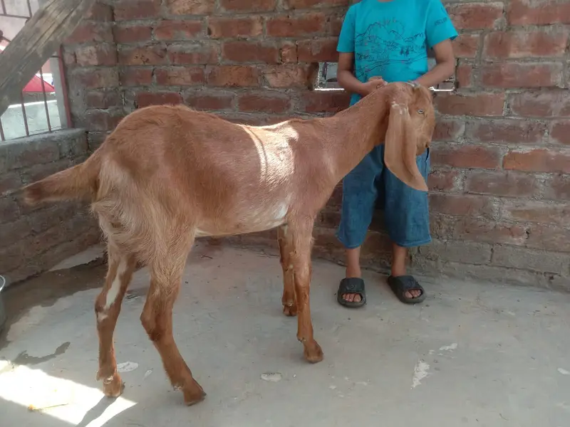 mukhichini — photo 3