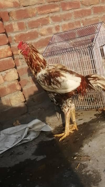 pure aseel sindhi breed long height Mugra