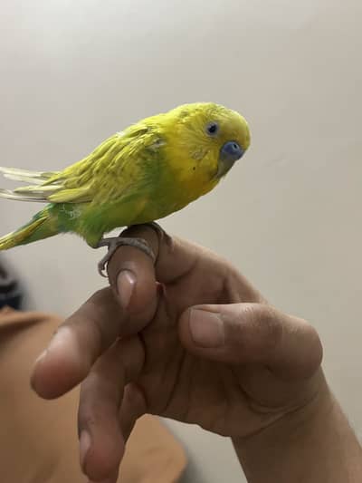 hhand tane budgie