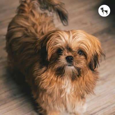 Shihtzu dog/male/pup/stud