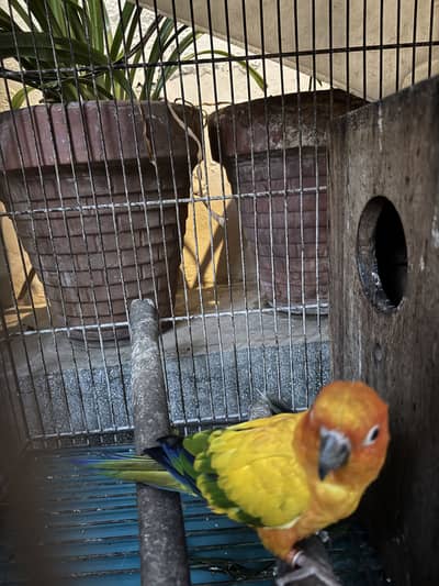 sun conure male for sale