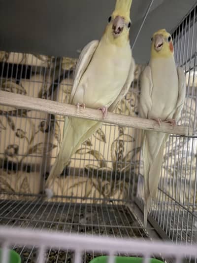Cocktail breederpair and cage for sale