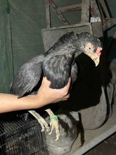 Aseel Lasani Hen Available