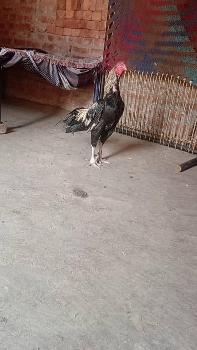 Aslam alaikum urgent sale Java male