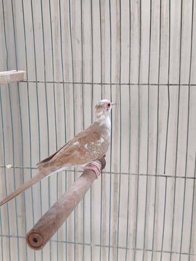 Red pied dove | diamond dove pathay 5 chicks | 1000 per pcs