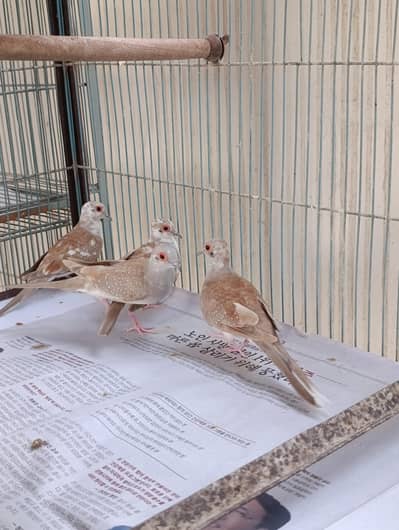 Red pied dove | diamond dove pathay 5 chicks | 1000 per pcs