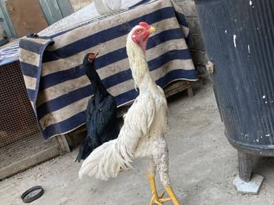 Asel Shamo Pair 8 Months