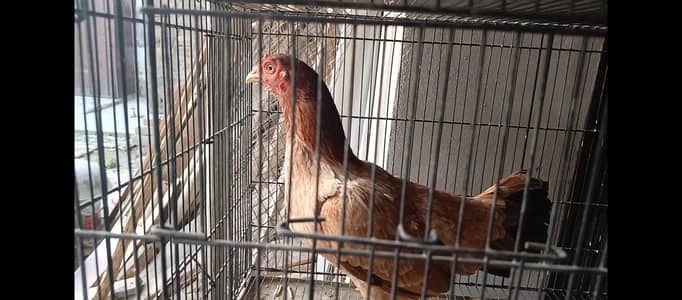 egg laying desi hens for sale