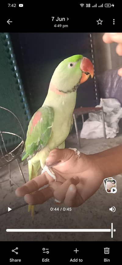 Raw Hand Tame O Biet Male