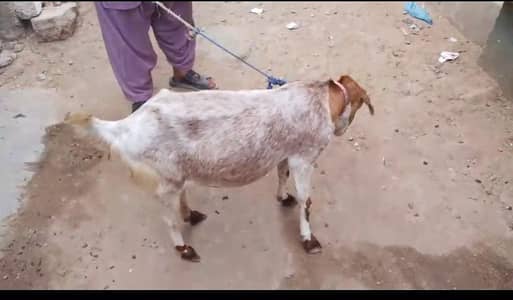 Teddy bakri 4 dant