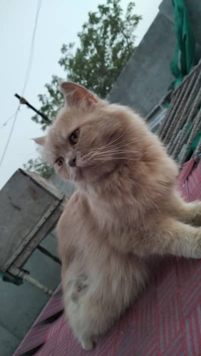 Persian kitten | Siamese | Blue Eyes | white| Cat | Persian | cat