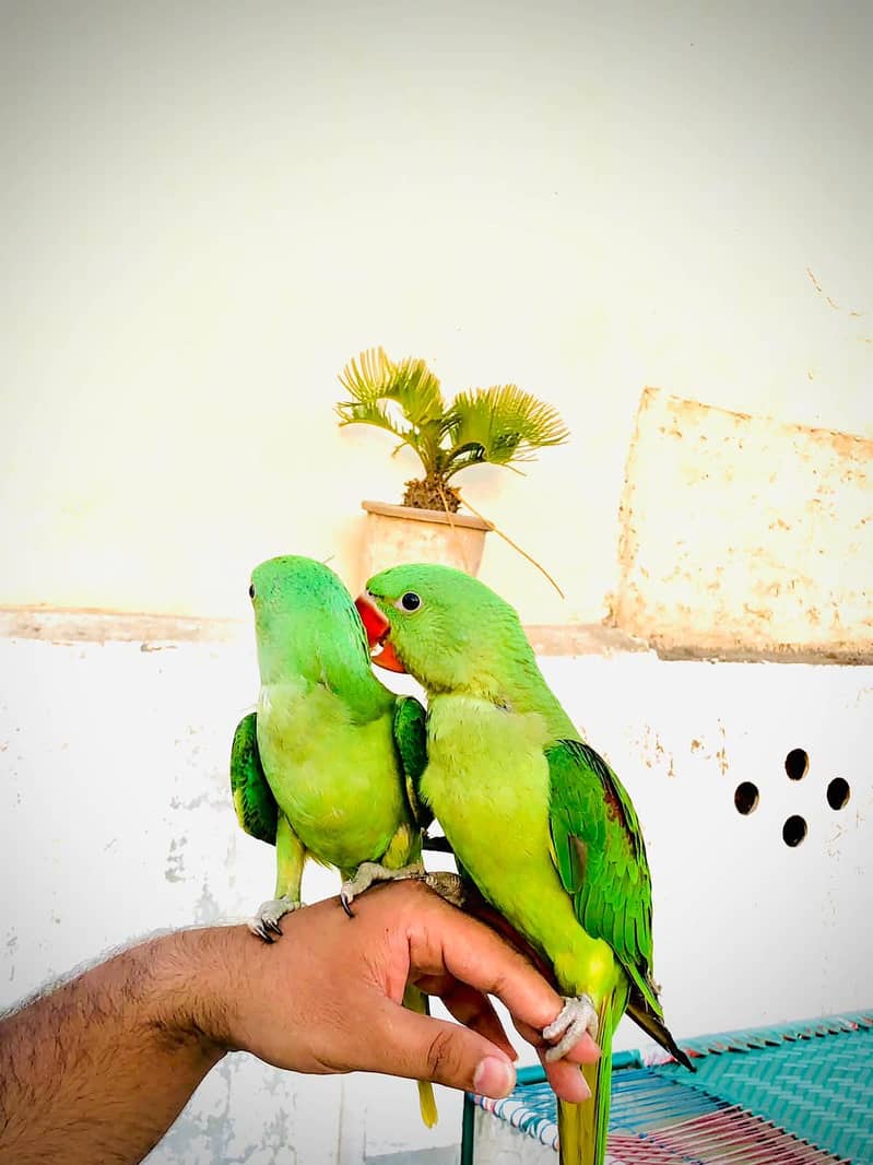 Raw parrot 0