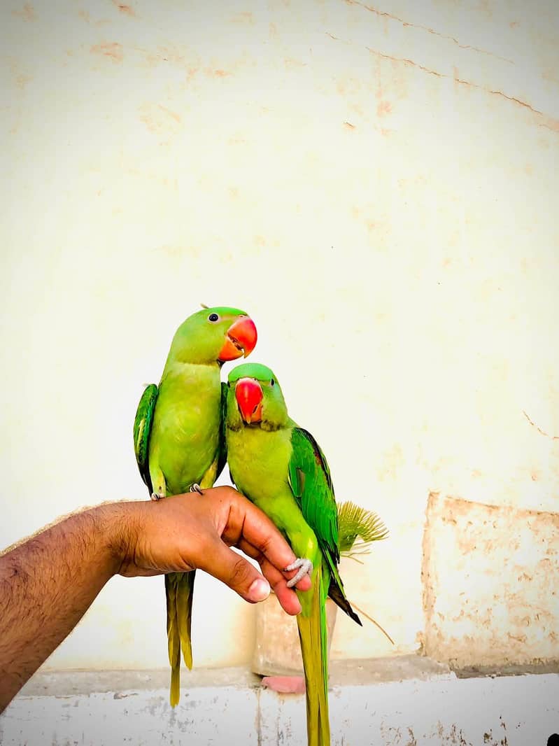 Raw parrot 1