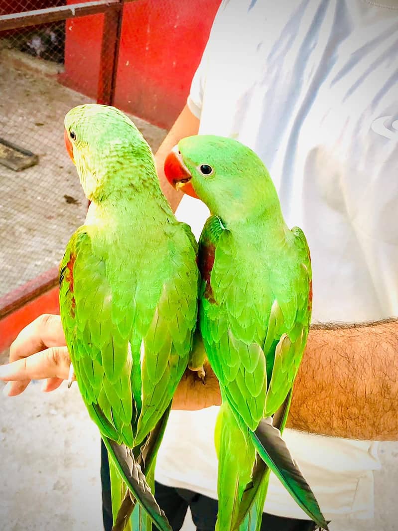 Raw parrot 2