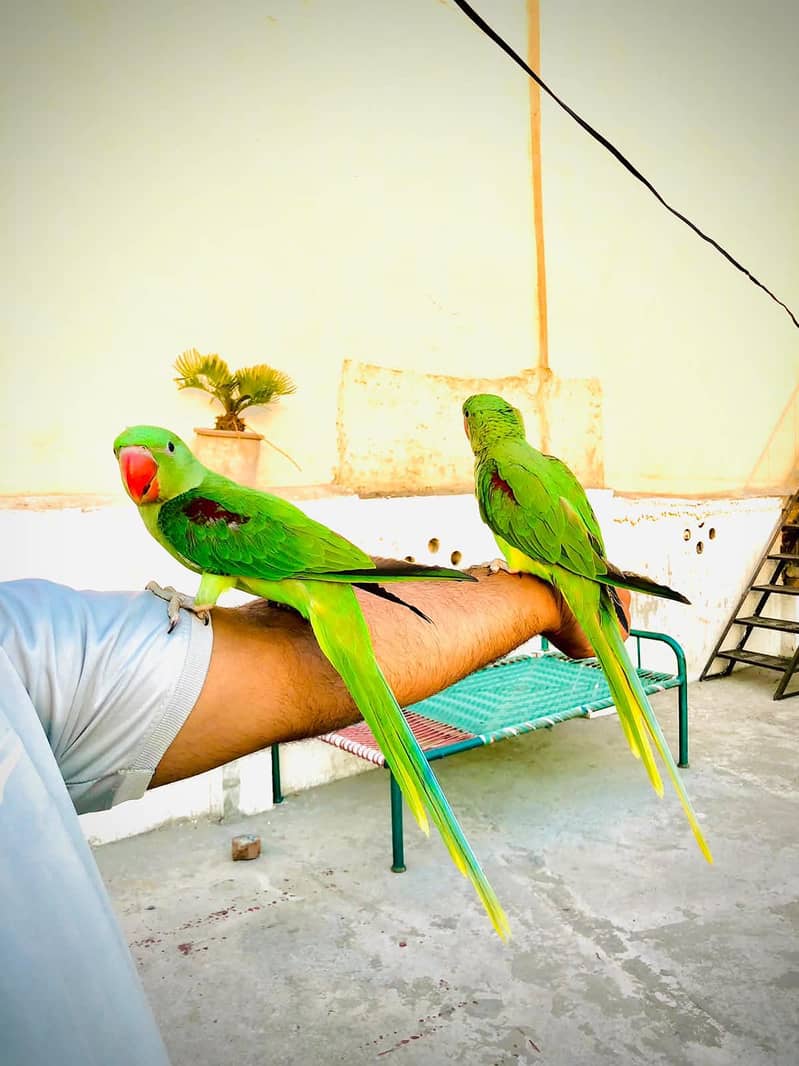 Raw parrot 3