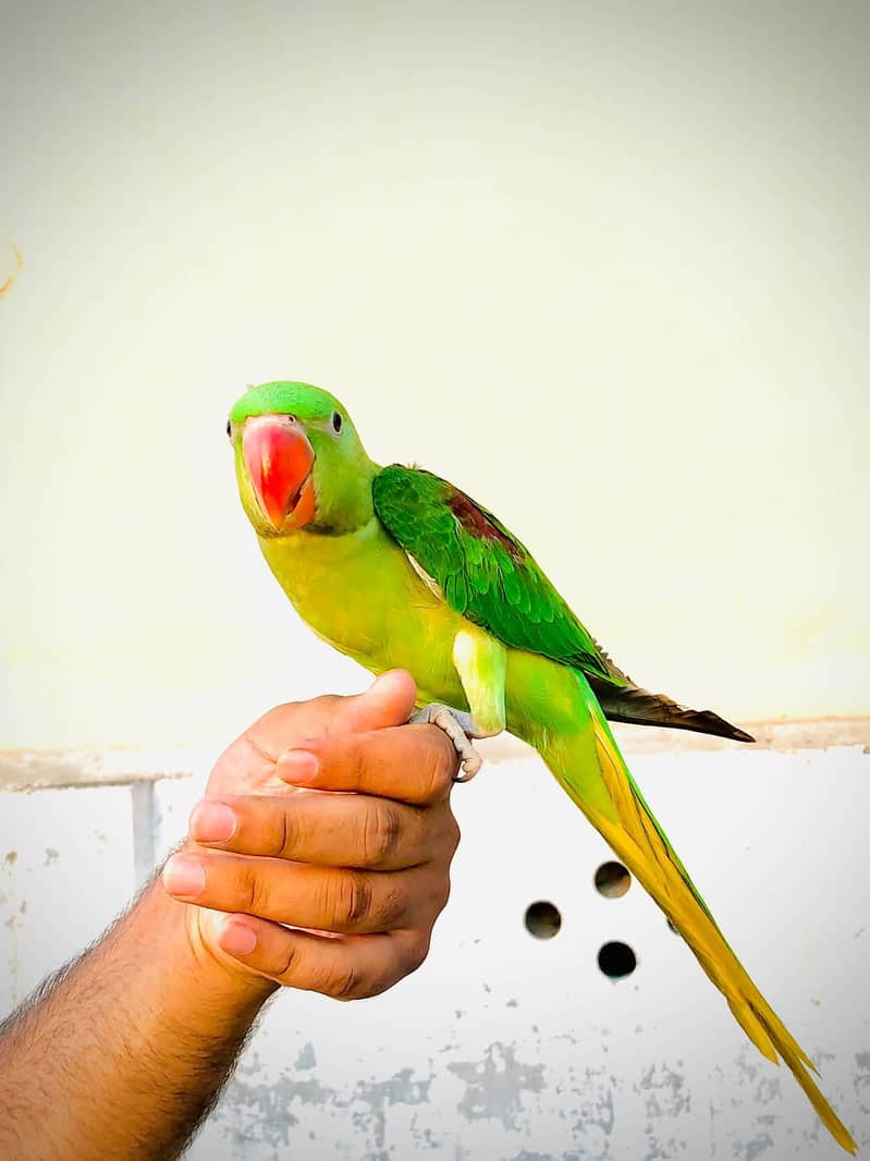 Raw parrot 4