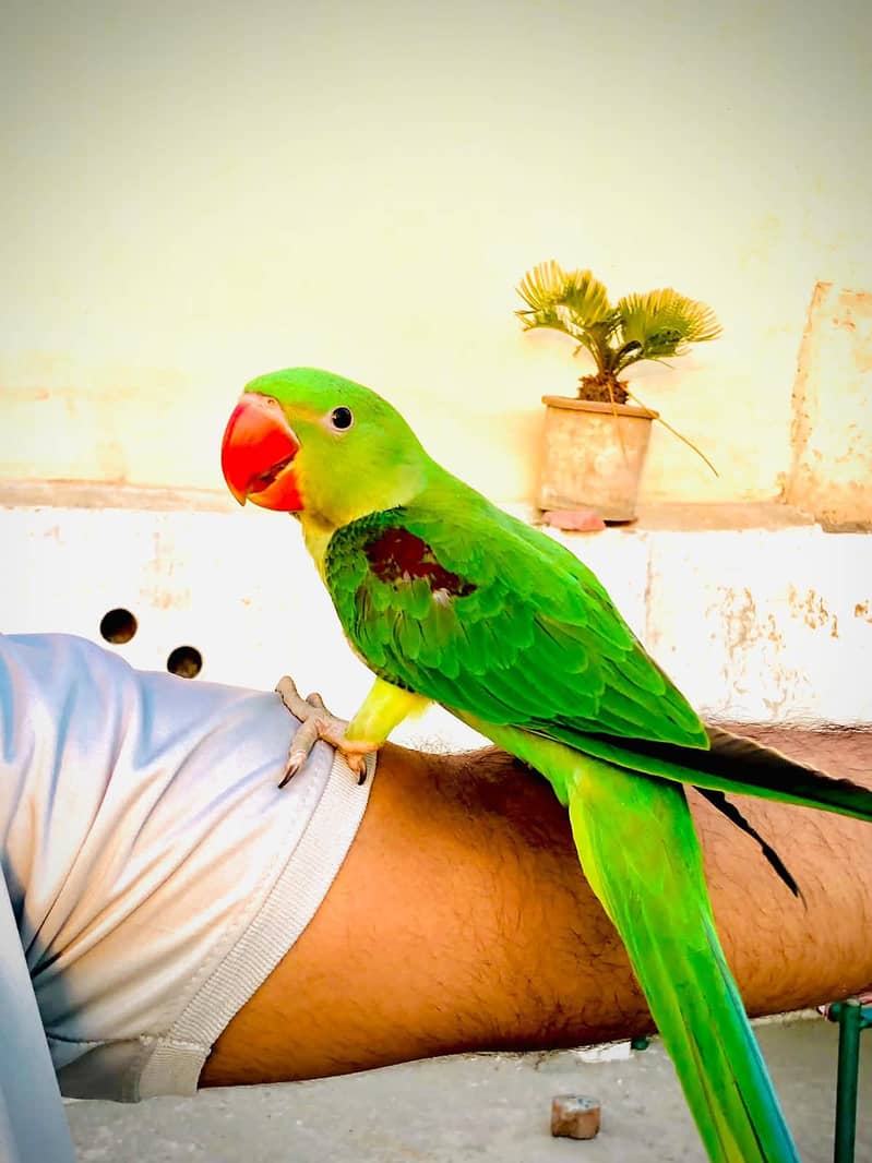 Raw parrot 5