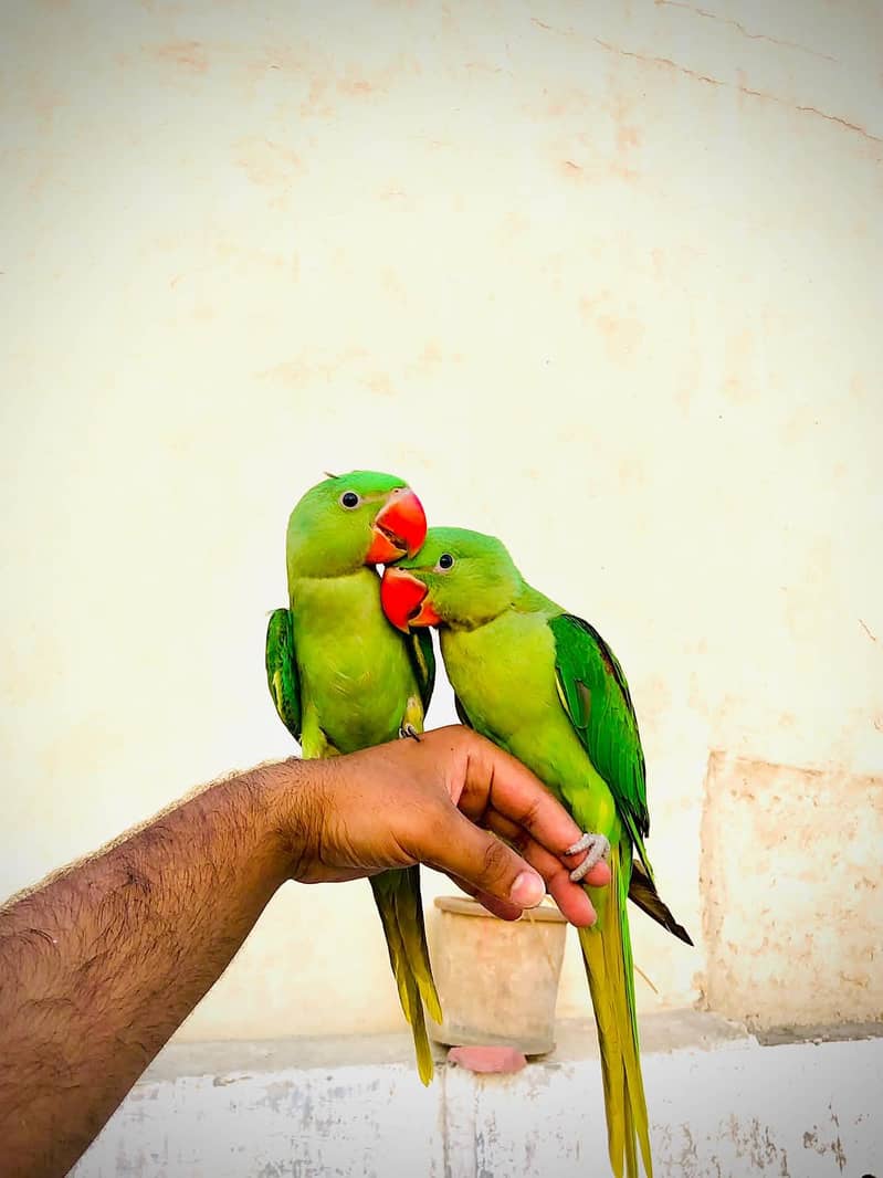 Raw parrot 6