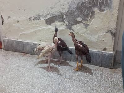 chicks for sale