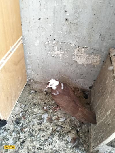 Karbalai and Dobaz Pigeons for Sale