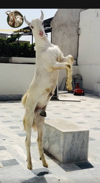 Gulabi bakra for 2027