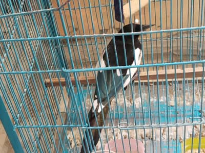 Magpie