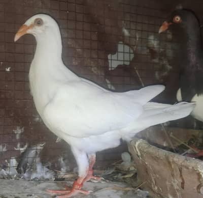 White Danish Female and 0 kali Danish female for sale