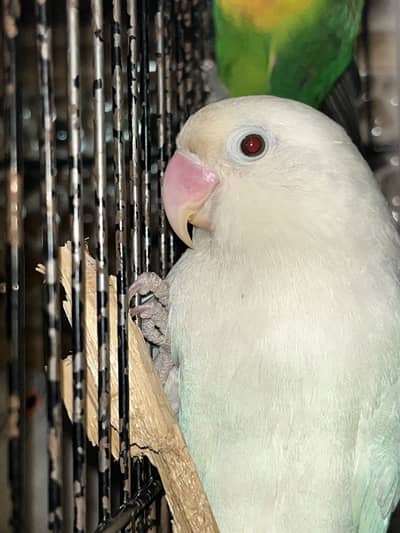 Lovebirds pair avlbl exchange also possible