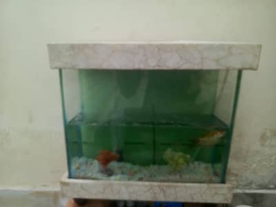 Aquarium with fish