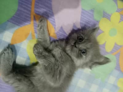 Persian kittens