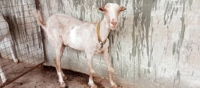 tedi bakri chotey Kaan wali