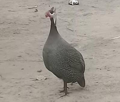 Tetri for sale