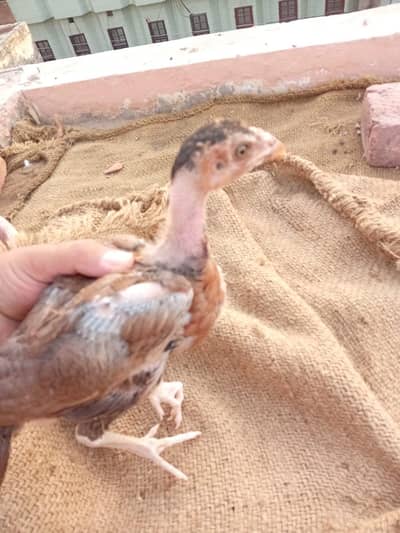 11 Aseel Sindhi Mianwali Cross Chick 2 Month Age Price 600 Per Piece