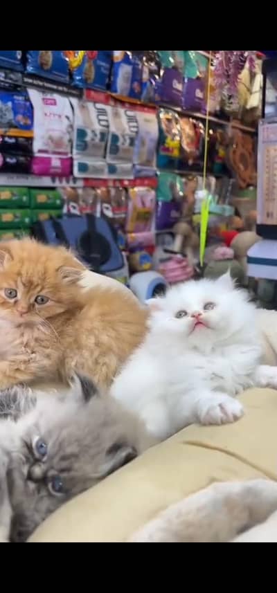 Quality Persian Punch face cat & kitten is03194866952Whatsapp