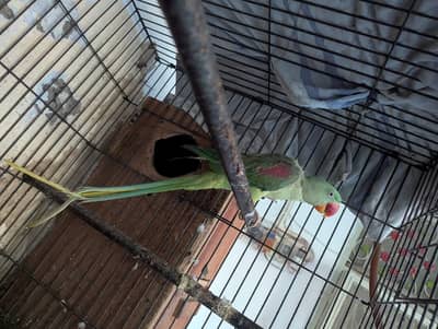 Green parrot for sale in lahore