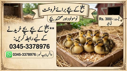 ducklings