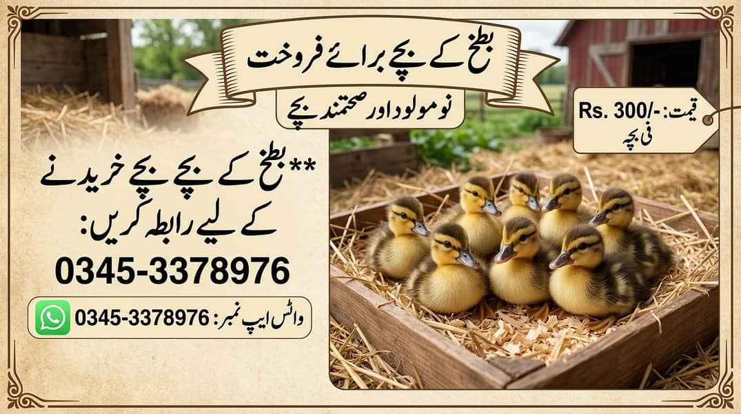 ducklings 0