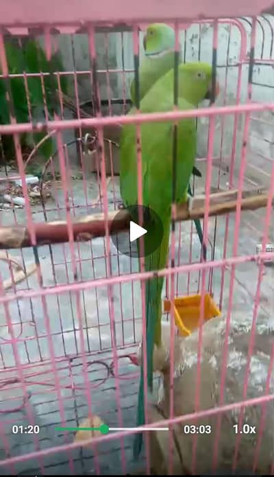 Ringneck female