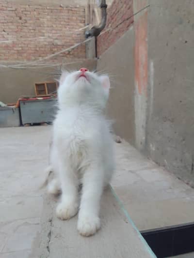 Persian kittens fully friendly end fluffy blue eyes