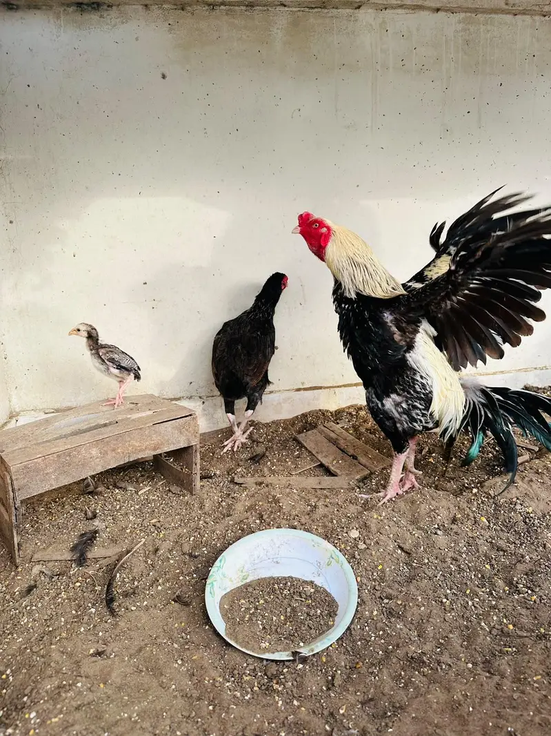 Aseel Pair