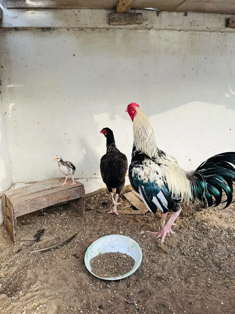Aseel Pair — photo 2