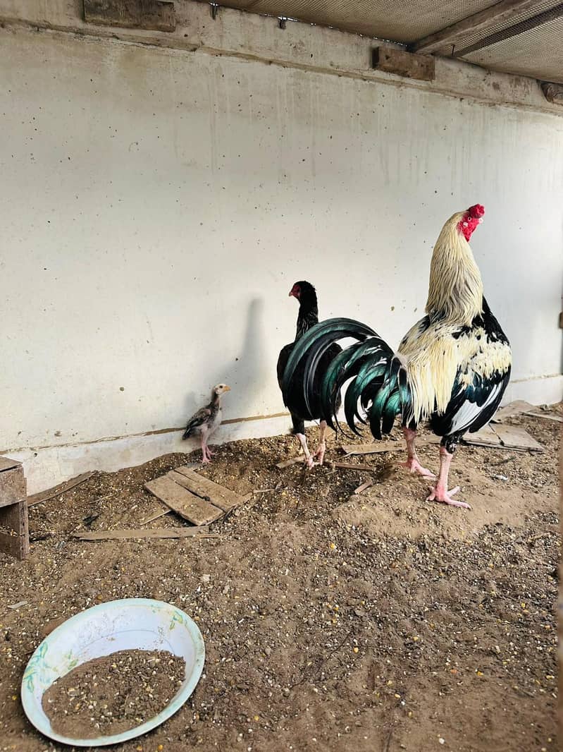 Aseel Pair 2