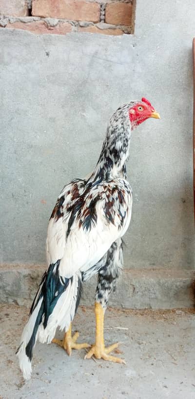 high quality cheena aseel patha for sale.