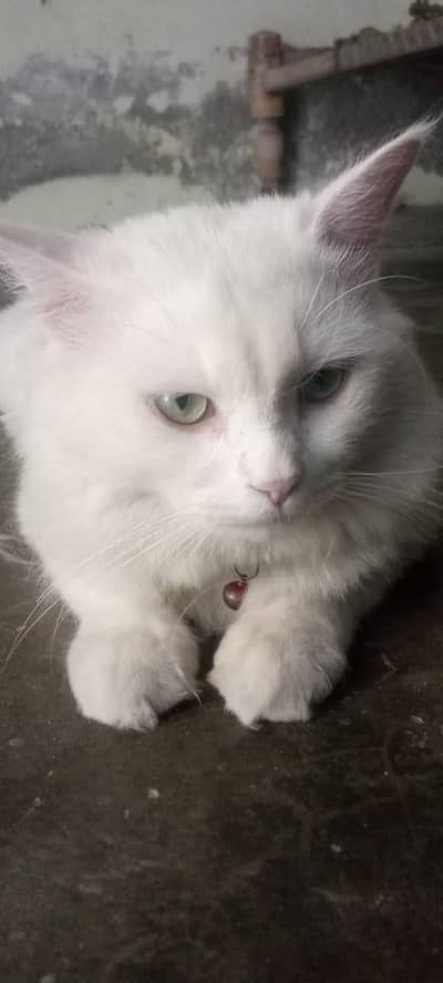 2 pension cat male and female Pair colour white
