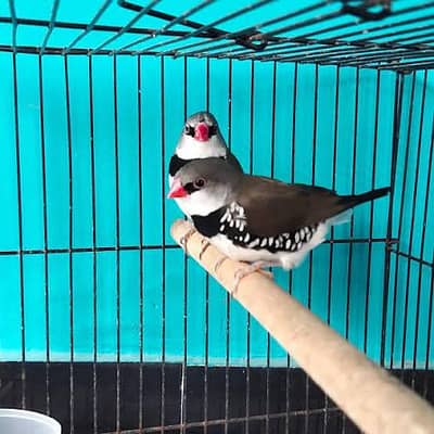 11 Diamond Finche pathy Grey Fawn mix Or Cut throat Female for sale