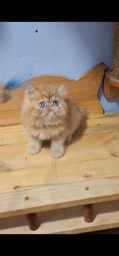 Quality Persian Punch face cat & kitten is03194866952Whatsapp