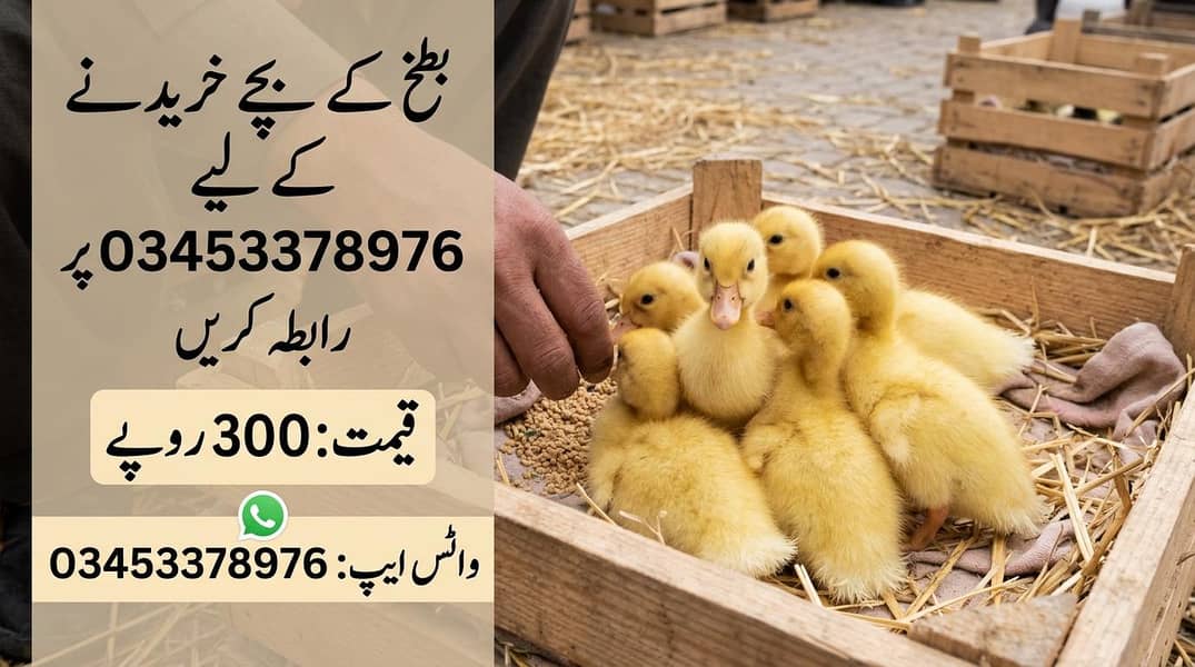 ducklings 1