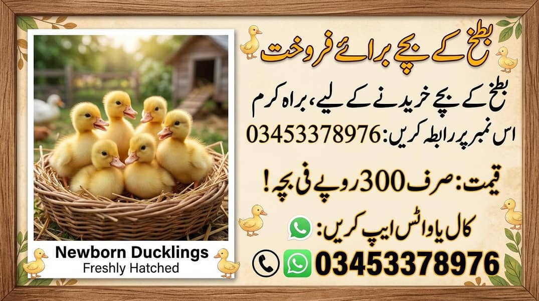 ducklings 2