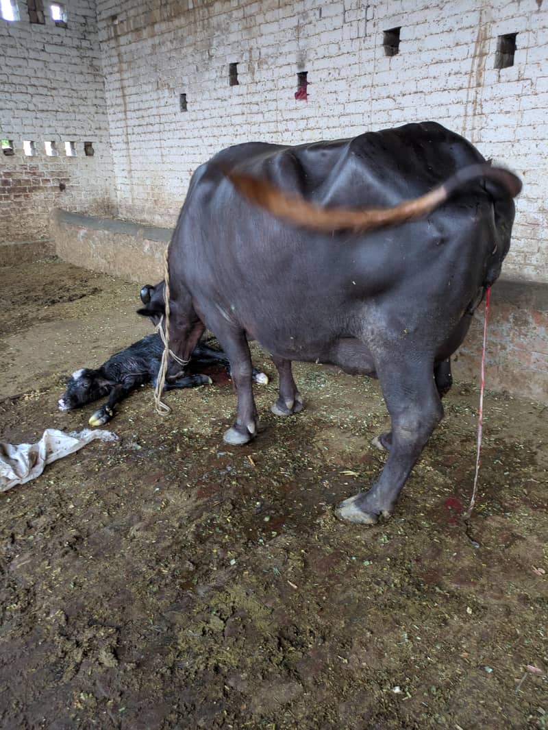 نیلی راوی جھہوٹی دوسرا سوا تازہ ساتھ کٹی 1
